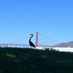 Great Blue Heron Great Blue Heron